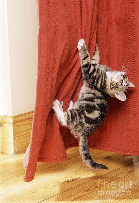 Cat Climbing Curtains Ubicaciondepersonascdmxgobmx
