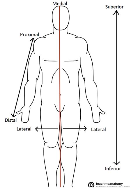 Body Parts Anatomical Position Worksheet