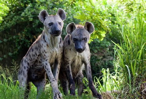Hyena clans have a social hierarchy where very few members have upward