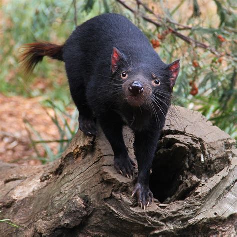 Tasmanian Devil History And Some Interesting Facts