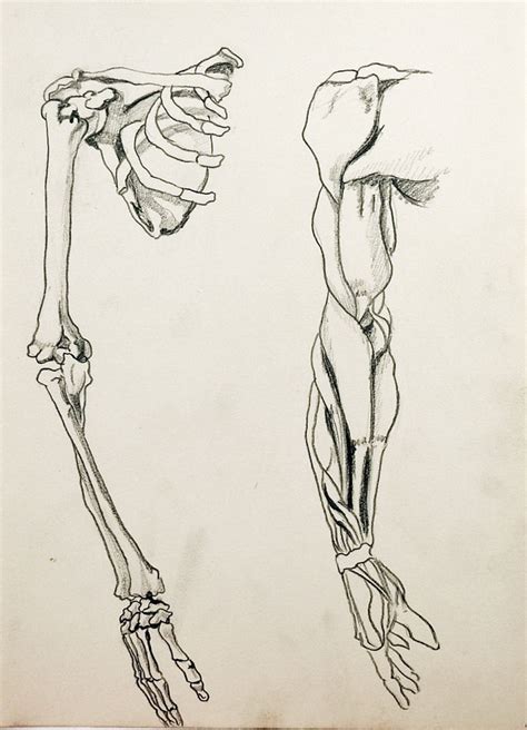 Anatomy Drawing Artifax Antiques And Design