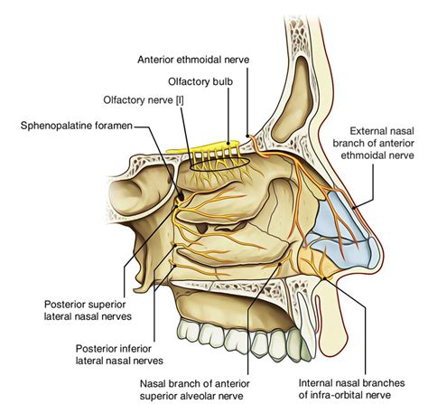 The septum divides the nasal cavity into right and left halves. Easy Notes On 【Nasal Cavity】Learn in Just 4 Minutes ...