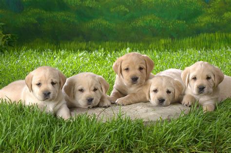 Cute Pets Wallpapers Wallpaper Cave