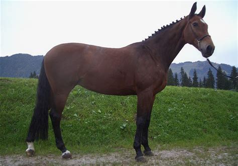 bavarian warmblood horse
