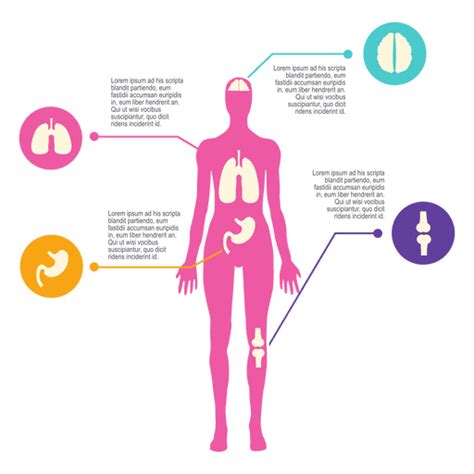 Diagrama Del Cuerpo Femenino Descargar Pngsvg Transparente