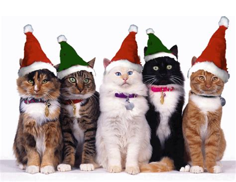 12 Cute Santa Cats That Will Make You Smile Super Meow Meow