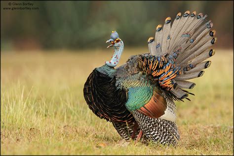 Turkey, officially the republic of turkey, is a country straddling western asia and southeast europe. One Crazy Turkey - Birding in BC Community
