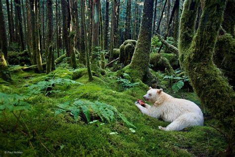 Spirit Of The Forest Paul Nicklen Animals In Their Environment