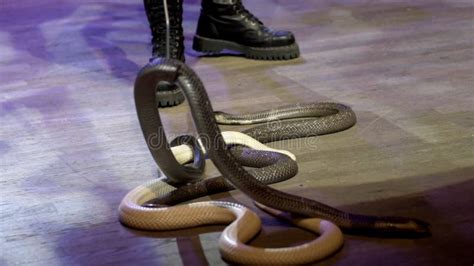 Encantador De Serpiente En Circo Accin Primer De La Cobra De Los