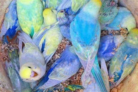 Rainbow Budgies The Ultimate Guide Embora Pets