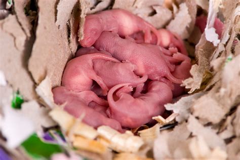 Baby Rats In Their Nest Stock Photo Download Image Now Istock