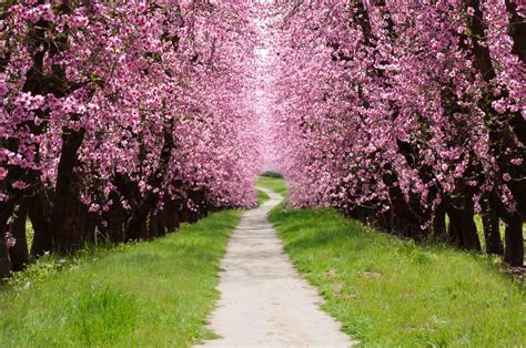 By brian barth landscape designer. The Cherry Tree Path - Knever Knever Land