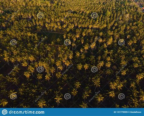 Coconut Palms Plantation In Tropical Island Aerial View With Palms