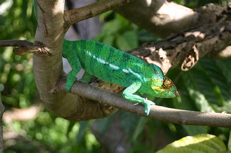 Female Chameleon Naked Scientists