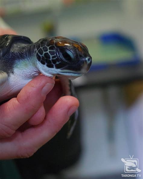 Taronga Zoo On Twitter This Tiny Turtle Arrived At Taronga Wildlife