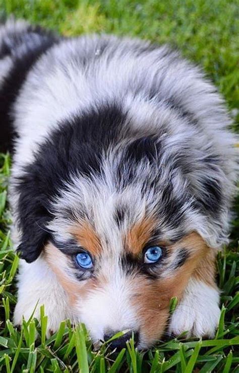 Australian Shepherd Puppies Australian Shepherd Dogs Aussie Dogs