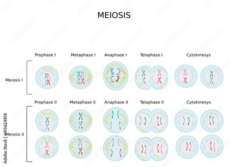Meiotic Phases Prophase Metaphase Anaphase And Telophaseprocess