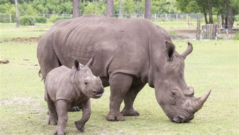 Gulf Breeze Zoos Baby White Rhino Katana Is First In 34 Year History