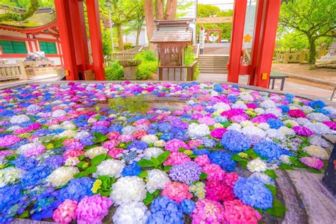 Étudier le japonais permet d'en apprendre un peu plus sur la culture japonaise. Les sanctuaires shintō du Japon se parent de couleurs ...