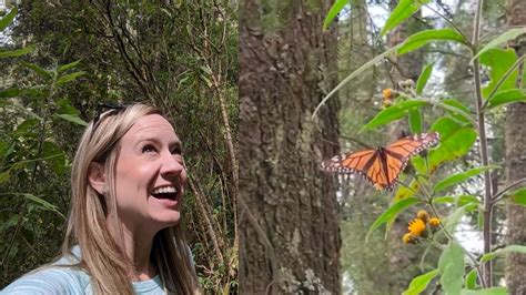 How To See Butterfly Migration Mexico Visit Millions Of Monarch