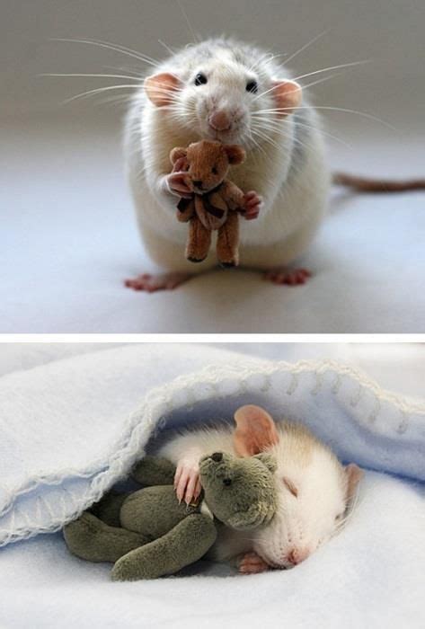 Choose from variety of small pets for sale. awww... this reminds me of Paige's old rat Tutter.... he ...