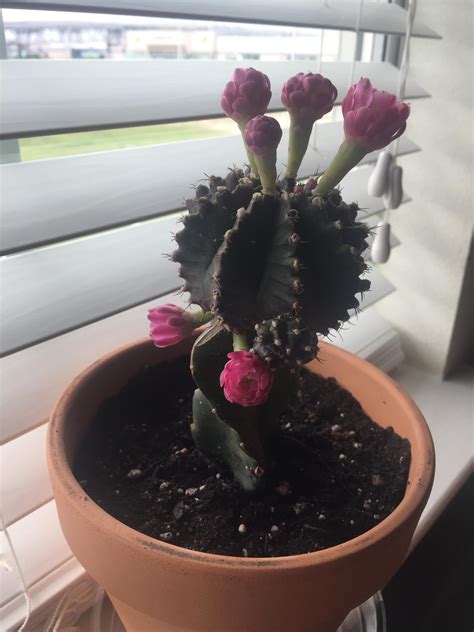 Home plant home plant top view. indoor Cactus bought in Louisiana. Base is 3 sided with ...