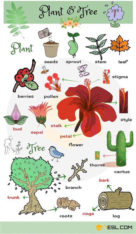 Plant Names List Of Common Types Of Plants And Trees 7esl English