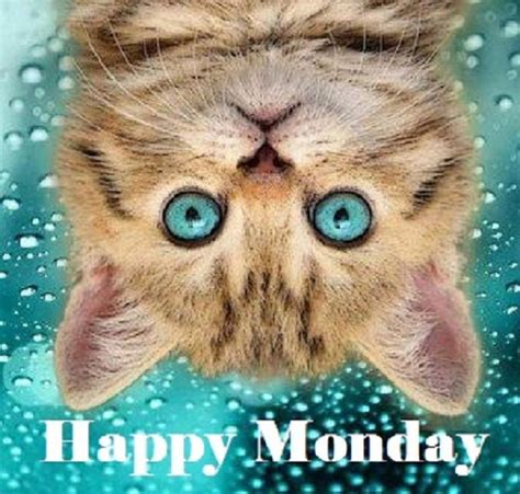 Monday Kitty Happy Monday Greetings