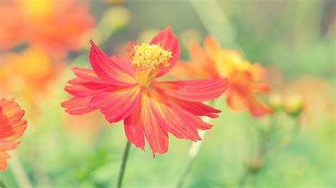 Cosmos Autumn Flower Wallpapers Hd Wallpapers Id 14702