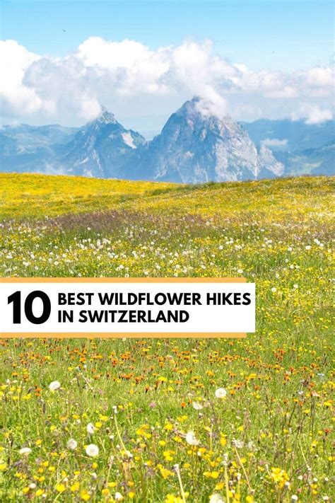 10 Best Summer Wildflower Hikes In The Swiss Alps Artofit