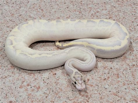 Leopard Ivory 66 Het Pied Ball Python By Snb Reptiles Morphmarket