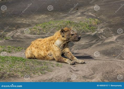 Hyena Lying Stock Image Image Of Ndutu Hyaenidae Matriarchal 40858157
