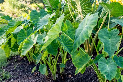 Elephant Ear Plant Care Growing Guide