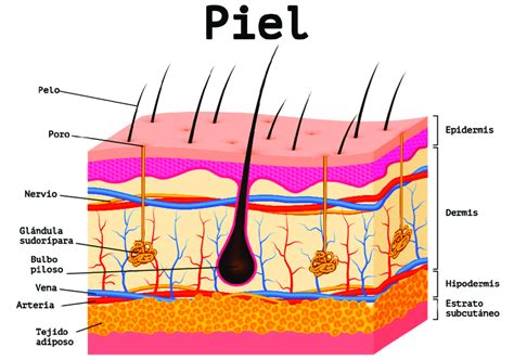 Anatomía de la piel. Se pueden apreciar sus diferentes capas