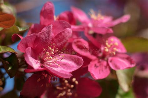 Apple Trees Blooming In Bright Pink Flowers Stock Photo Image Of