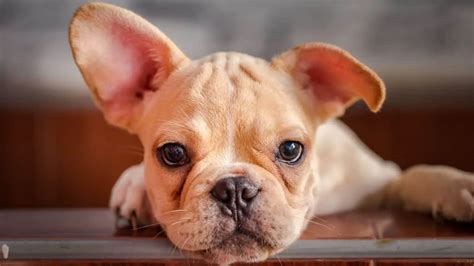 When Do French Bulldogs Ears Stand Up Best Guide 2023 Dog Fluffy