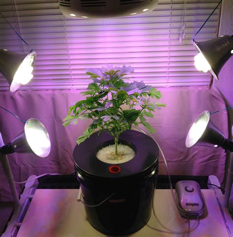 deep-water-culture-hydroponics-grow-bucket