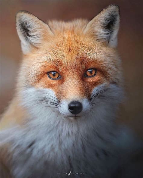 Soft Fox A Few Winters Ago In The Abruzzo National Park A Splendid