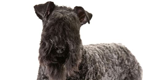 kerry blue terrier dog breed information american kennel club