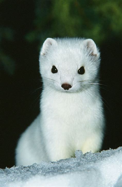 1000 Images About Ermine In Winter An Animal With 2