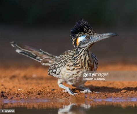 Roadrunner Bird Photos And Premium High Res Pictures Getty Images