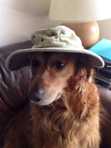 My Boy Osi Wearing A Hat Bernesemountaindog Funny Dog Memes Funny