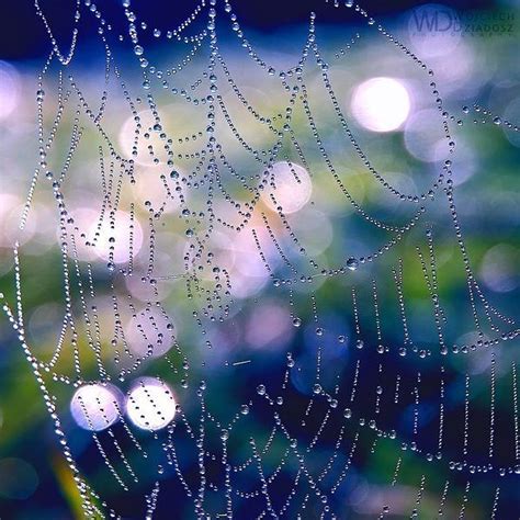 Dewdrops Through Web Rain Photography Amazing Photography Earth