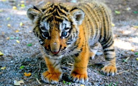 10 Cute Tiger Pictures And Tiger Facts Fun Kids The Uks Children
