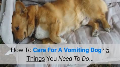 What Causes Dogs To Throw Up After Drinking Water