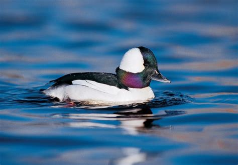 Bufflehead Ducks