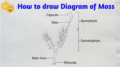 How To Draw Diagram Of Moss Step By Step For Beginners Youtube