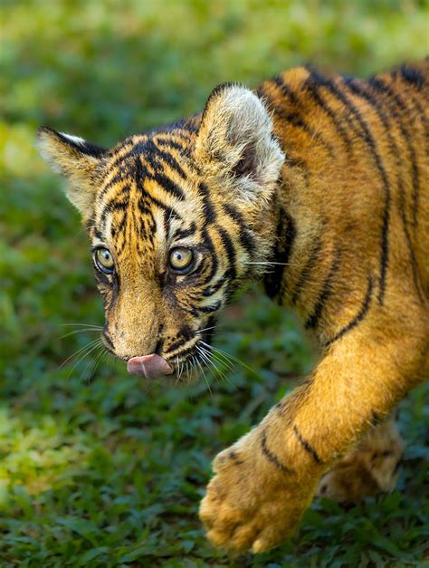 Bengal Tiger Cubs Focusclick