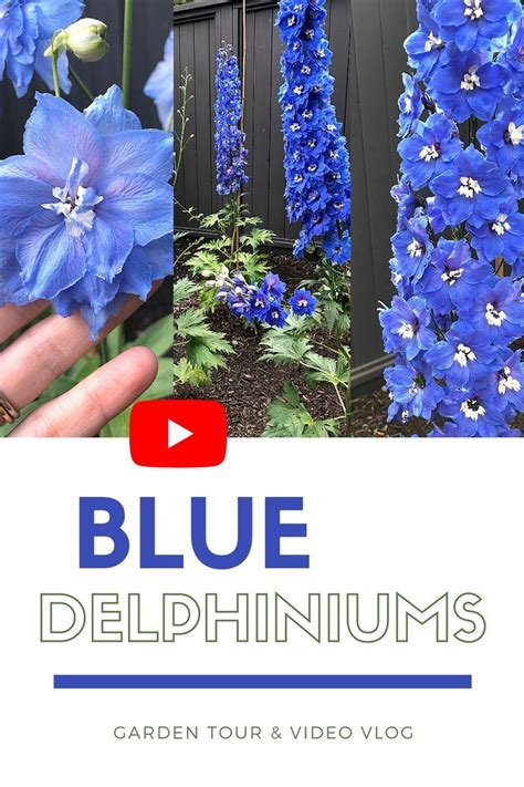 Blue Delphiniums In Bloom Stunning Varieties To Grow In The Garden