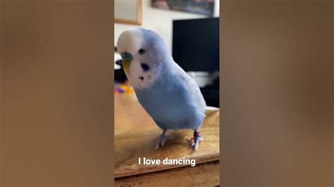 The Dancing Budgie Shorts Youtube